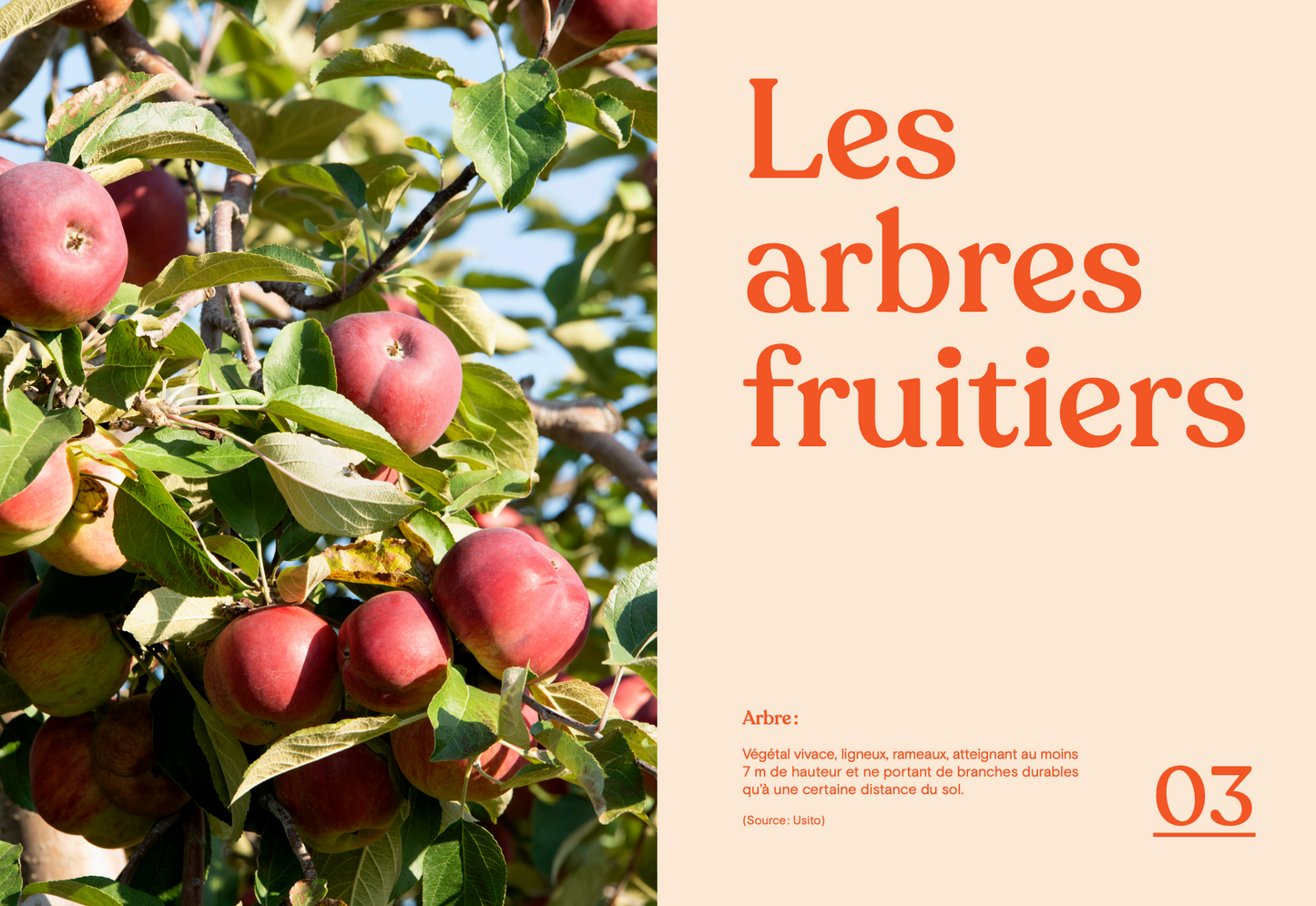 Livre « La fleur et le fruit – Réussir son jardin fruitier au Québec »
