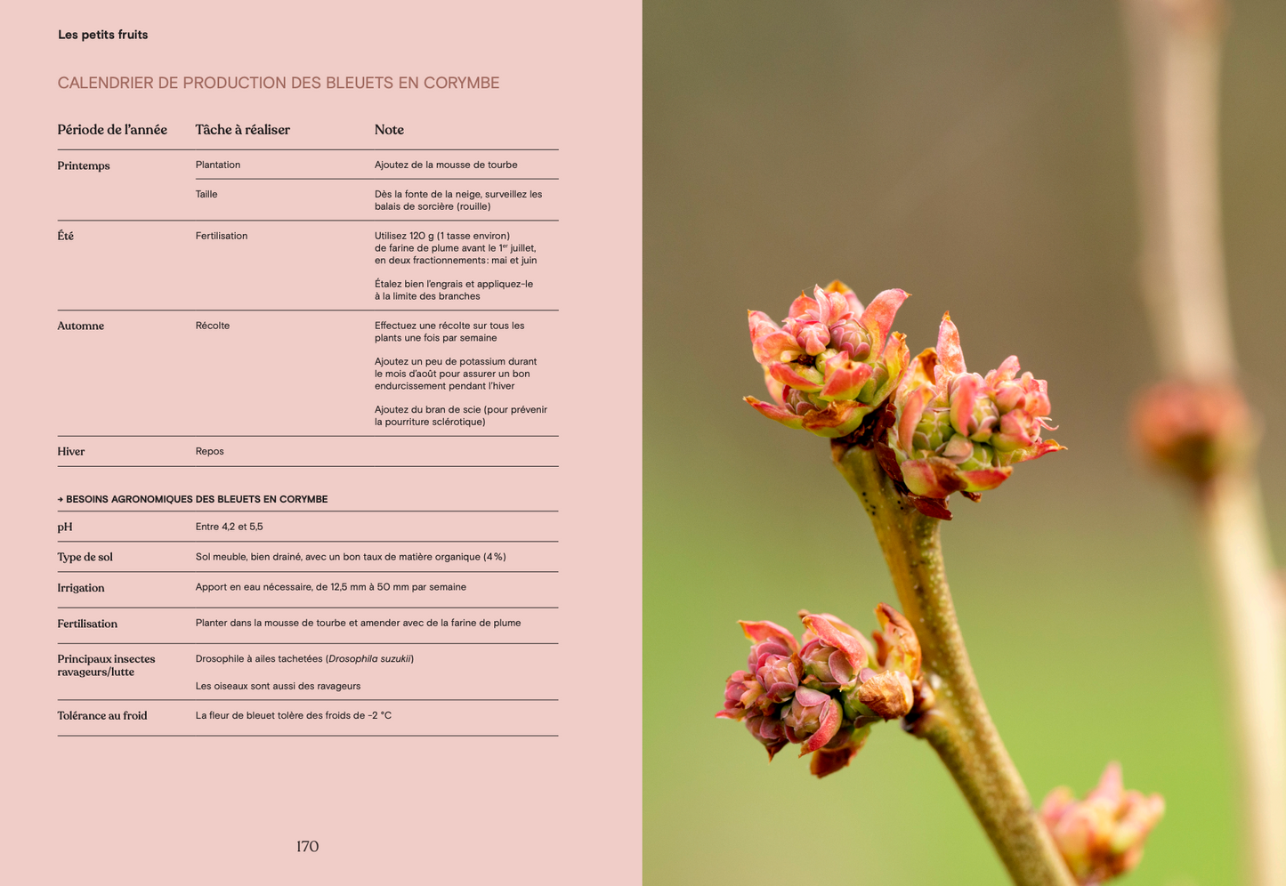 Livre « La fleur et le fruit – Réussir son jardin fruitier au Québec »